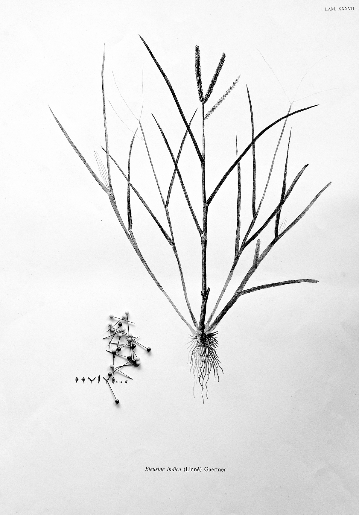 Blossom Botanical underpinning